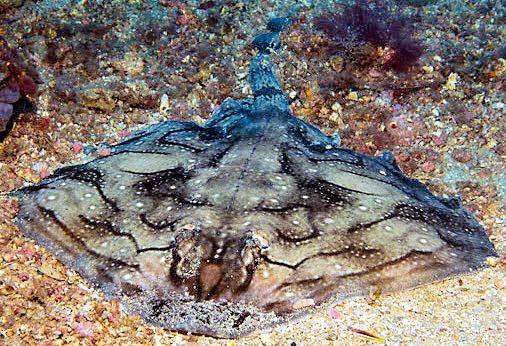 Raja undulata05